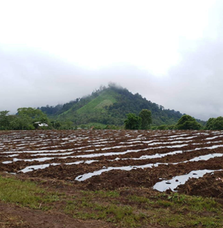 Brass Roots: Snack with a Purpose